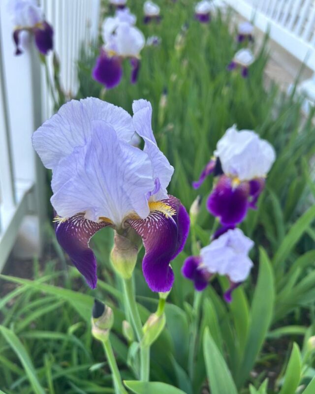 🌼 Aahh.. Spring is here!! 🌺 
We hope your season is as bright and beautiful as these flowers!!
See you soon!!
www.KristinasKitchen19.com

TWO LOCATIONS:
32828 Reba Rd, Millville 
Monday-Saturday 7-3, Sunday 8-2
302-500-2249 
AND
35581 Atlantic Ave, Millville 
Tuesday-Saturday 8-3, Sunday 8-2
302-542-6758